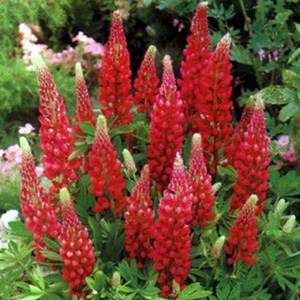 6 x lupin  - lupinus 'my castle'  - godet 9x9 cm