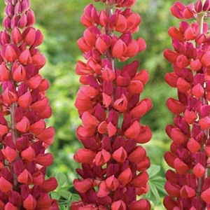 6 x lupin  - lupinus 'my castle'  - godet 9x9 cm