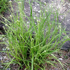 6 x luzule blanche - luzula nivea  - godet 9x9 cm