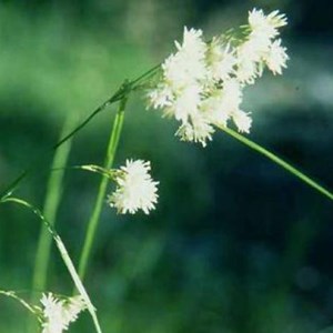 6 x luzule blanche - luzula nivea  - godet 9x9 cm