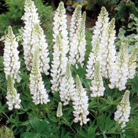 6 x lupin  - lupinus 'noble maiden'  - godet 9x9 cm