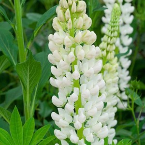 6 x lupin  - lupinus 'noble maiden'  - godet 9x9 cm