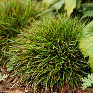 6 x luzule velue  - luzula pilosa 'igel'  - godet 9x9 cm