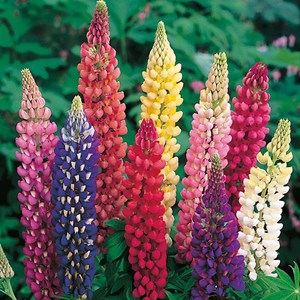 Lupin  - lupinus 'russell hybrids'  - godet 9x9 cm