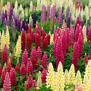 6 x lupin  - lupinus 'russell hybrids'  - godet 9x9 cm