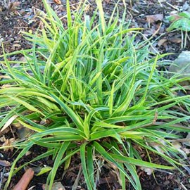 6 x luzule des bois  - luzula sylvatica 'marginata'  - godet 9x9 cm