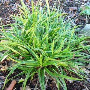 6 x luzule des bois  - luzula sylvatica 'marginata'  - godet 9x9 cm