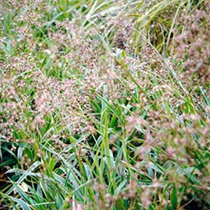 6 x luzule des bois  - luzula sylvatica 'marginata'  - godet 9x9 cm