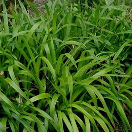 6 x luzule des bois - luzula sylvatica  - godet 9x9 cm