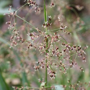 6 x luzule des bois - luzula sylvatica  - godet 9x9 cm