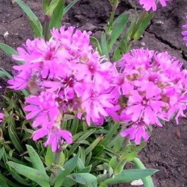 6 x lychnis des alpes - lychnis alpina  - godet 9x9 cm