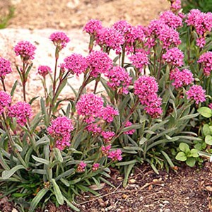6 x lychnis des alpes - lychnis alpina  - godet 9x9 cm