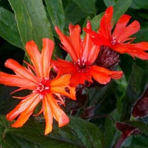 6 x croix de malte  - lychnis arkwrightii 'vesuvius'  - godet 9x9 cm