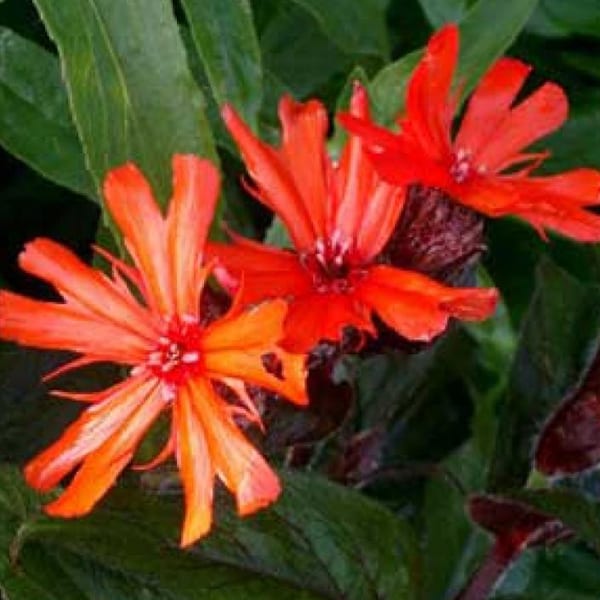 6 x croix de malte - lychnis arkwrightii 'vesuvius' - godet 9x9 cm