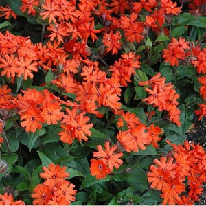 6 x croix de malte  - lychnis arkwrightii 'vesuvius'  - godet 9x9 cm