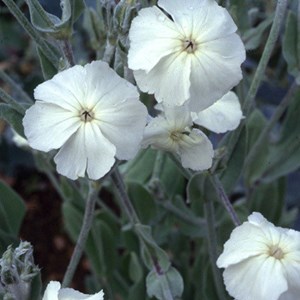 Lychnis coronaria 'alba' - godet 9x9 cm