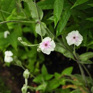 6 x lychnis coronaria 'alba' - godet 9x9 cm