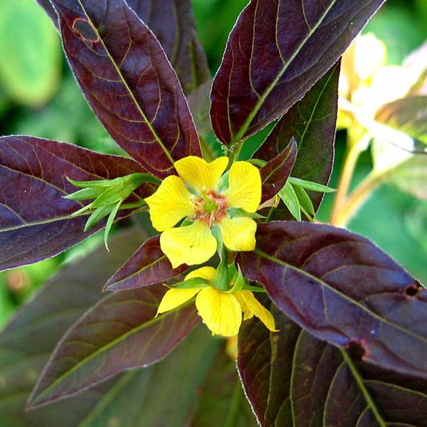Arborix - 6 x lysimaque ciliée  - lysimachia ciliata 'firecracker'  - godet 9x9 cm