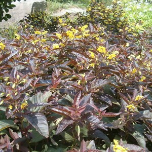 6 x lysimaque ciliée  - lysimachia ciliata 'firecracker'  - godet 9x9 cm