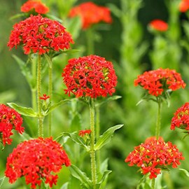 6 x croix de malte - lychnis chalcedonica  - godet 9x9 cm