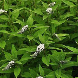 6 x lysimaque de chine - lysimachia clethroides  - godet 9x9 cm