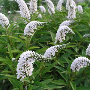 6 x lysimaque de chine - lysimachia clethroides  - godet 9x9 cm