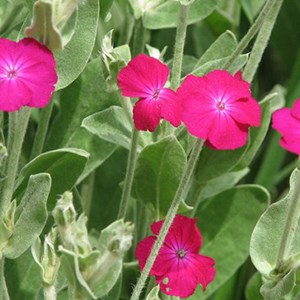 6 x coquelourde des jardins - lychnis coronaria  - godet 9x9 cm
