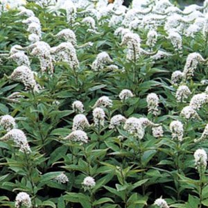 6 x lysimaque éphémère - lysimachia ephemerum  - godet 9x9 cm