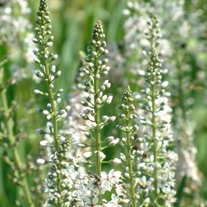 6 x lysimaque éphémère - lysimachia ephemerum  - godet 9x9 cm