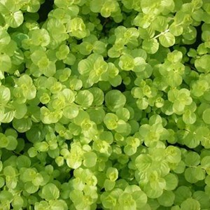 Lysimachia nummularia 'aurea' - godet 9x9 cm