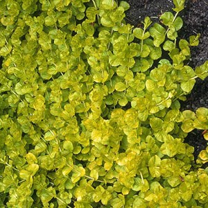 6 x lysimachia nummularia 'aurea' - godet 9x9 cm