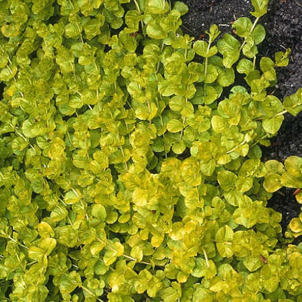 Arborix - 6 x lysimachia nummularia 'aurea' - godet 9x9 cm
