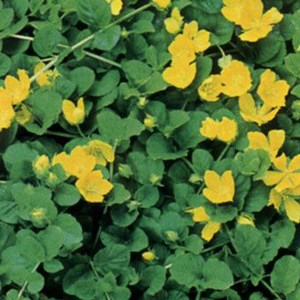 6 x lysimaque rampante - lysimachia nummularia  - godet 9x9 cm