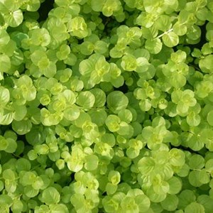 6 x lysimaque rampante - lysimachia nummularia  - godet 9x9 cm