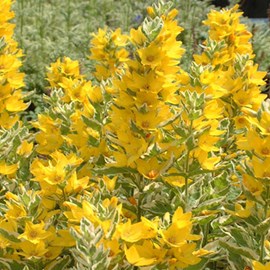 6 x lysimaque ponctuée  - lysimachia punctata 'alexander'  - godet 9x9 cm