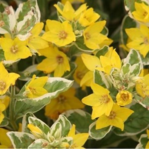 6 x lysimaque ponctuée  - lysimachia punctata 'alexander'  - godet 9x9 cm