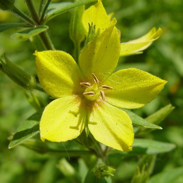 Arborix - 6 x lysimaque - lysimachia punctata  - godet 9x9 cm