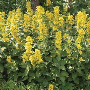 6 x lysimaque - lysimachia punctata  - godet 9x9 cm