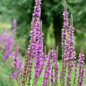 6 x salicaire commune - lythrum salicaria  - godet 9x9 cm