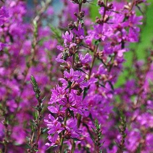 6 x salicaire commune  - lythrum salicaria 'robert'  - godet 9x9 cm