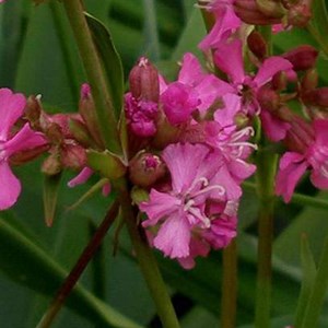 Lychnis viscaria 'splendens' - godet 9x9 cm