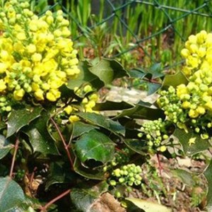 Mahonia à feuilles de houx  - mahonia aquifolium 'apollo'  - 25-30 cm pot