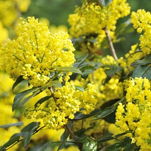 Mahonia à feuilles de houx  - mahonia aquifolium 'apollo'  - 25-30 cm pot
