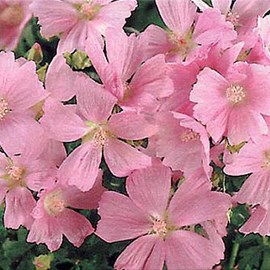 6 x alcée  - malva alcea 'fastigiata'  - godet 9x9 cm