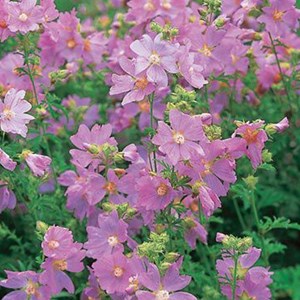 6 x alcée  - malva alcea 'fastigiata'  - godet 9x9 cm