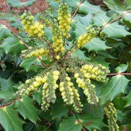Mahonia du japon  - mahonia japonica 'hivernant'  - 50-60 cm pot