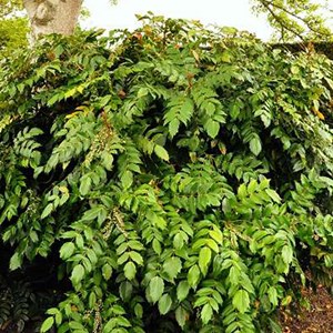 Mahonia du japon  - mahonia japonica 'hivernant'  - 50-60 cm pot