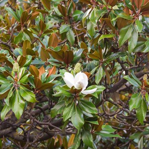 Magnolia à grandes fleurs - magnolia grandiflora 'galissoniere' - 60-80 cm pot