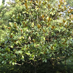 Magnolia à grandes fleurs - magnolia grandiflora 'galissoniere' - 60-80 cm pot