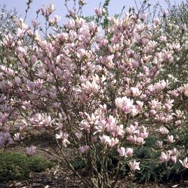 Magnolia 'george henry kern' - 60-80 cm pot